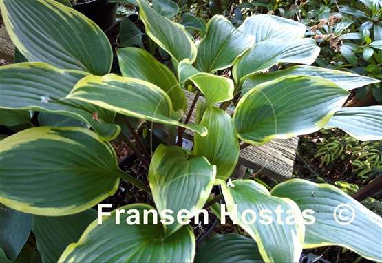 Hosta Lakeside Zesty Zeno